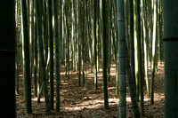 bamboo forest