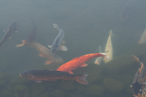 koi in Tenryu-ji temple pond